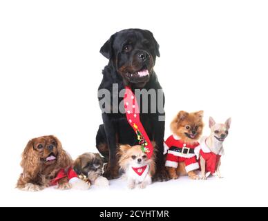 Hunde und Weihnachten Dekoration vor weißem Hintergrund Stockfoto