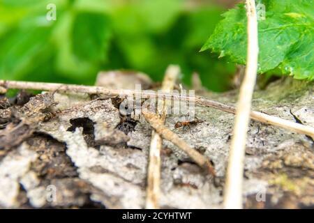 Zwei Ameisen tragen einen Zweig für den Bau eines Ameisenbands, selektiver Fokus Stockfoto