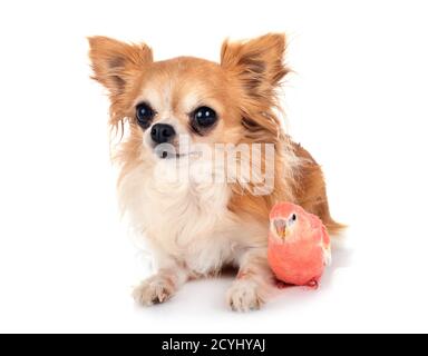 Bourke Papagei und chihuahua vor weißem Hintergrund Stockfoto