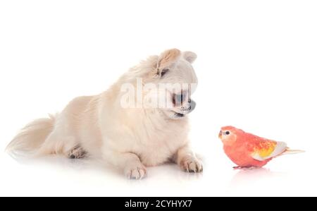 Bourke Papagei und chihuahua vor weißem Hintergrund Stockfoto