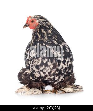 Pekin Bantam vor weißem Hintergrund Stockfoto