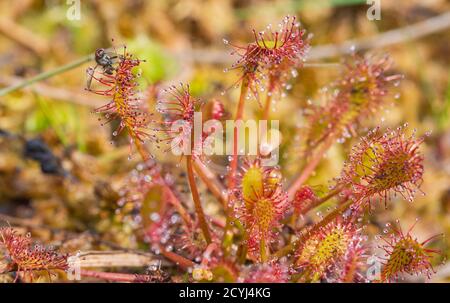 Ein Ley hat sich auf einem Sonnentau-Blatt verloren und wird es mit seinem Leben bezahlen. Diese Carnivouros-Pflanzen finden sich in saurem und stagnierendem Wasser. Stockfoto