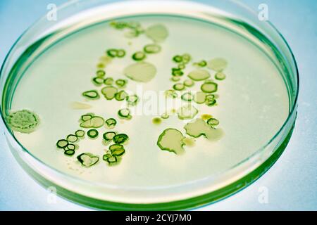 Wachsende Bakterien in Petrischalen auf Agargel Scientific Experiment. Stockfoto