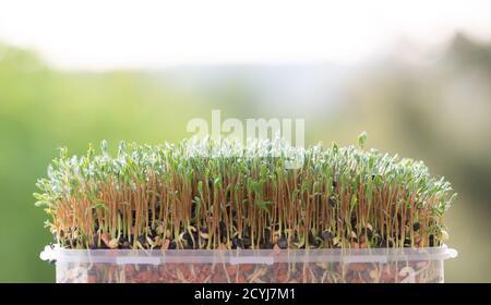 Frische microgreens Nahaufnahme. Wachsende Sprößlinge für Salat. Stockfoto