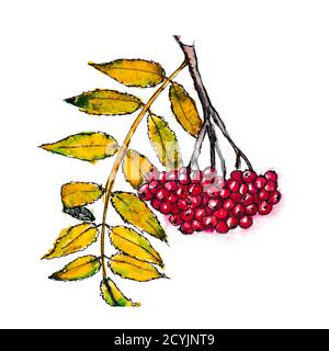 Aquarell-Illustration eines Eberesche-Zweiges. Ein Bündel roter Beeren mit gelben Herbstblättern. Die Früchte des Baumes. Heilpflanze. Stockfoto