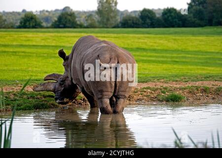 Weiße Rhinozeros, Ceratotherium Simum im Zerza Zoological Park in der Normandie Stockfoto