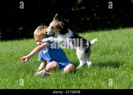 Junge spielt mit seinem Hund, einem Wire-Haired Foxterrier Stockfoto