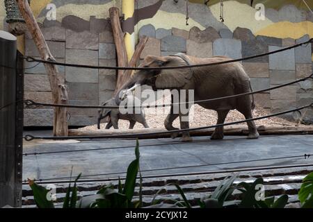 Elefanten in Innengehege im Wiener Zoo in Österreich, Europa. Tiere in zoologischen Gärten Käfig in Wien Stockfoto