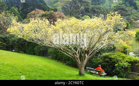 Frühling im Wellington Botanic Garden (NZ) und eine Mitte Eine ältere Frau nimmt unter einer goldenen Ulme eine Verschnaufpause ein Stockfoto