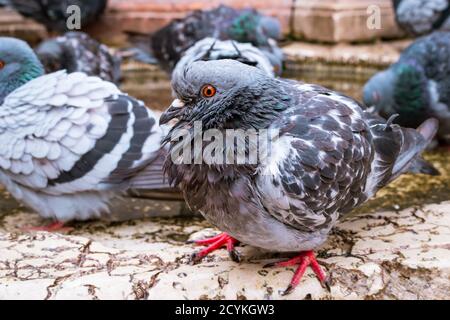Grautauben (Gemeine Taube) ruhend, Venedig, Italien, Europa Stockfoto