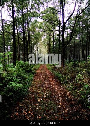 Ein Langer Weg In Der Mitte Des Waldes Stockfoto