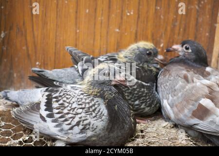 Eine junge Brieftaube in einem Nest, umgeben von der Liebe ihrer Eltern. Stockfoto