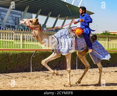 Dubai, VAE, Mar 21, 2018 - Man läuft Kamel während des Trainings für Rennen Stockfoto