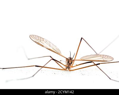 Kranfliege auch als Daddy lange Beine bekannt. VEREINIGTES KÖNIGREICH. Stockfoto