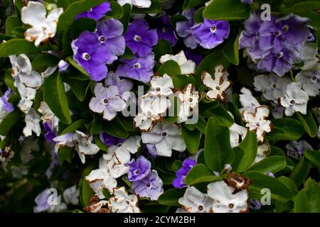 Viele Gestern heute Morgen oder Brunfelsia Pflanzen mit mehreren Farben. Stockfoto