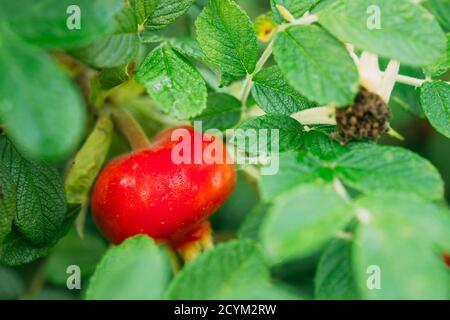 Red Rose Hip oder Hagebutte, auch als Rose Haw und Rose Hep, ist Frucht der Rose Anlage Zubehör Stockfoto