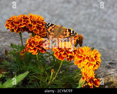 Ein Schmetterling der gemalten Dame (Vanessa cardui), der in einem schottischen Garten Nektar von französischen Marigolds (Tagetes patula) sucht. Stockfoto