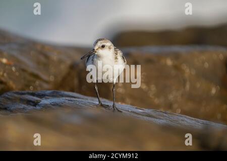 Sanderling (Calidris alba), Watvogel, an felsiger Küste, Andalusien, Spanien. Stockfoto