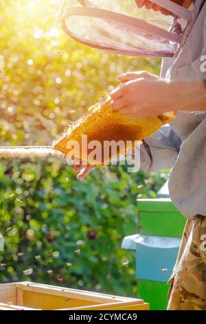 Imker schaut auf den Rahmen mit Bienen. Arbeitet auf Bienenhaus. Inspektion von Bienenfamilien. Suche nach fruchtigen Bienenkönigin. Stockfoto