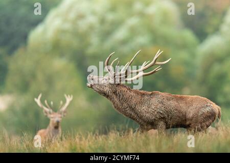 Rothirsch im Wald während der Rut-Saison Stockfoto