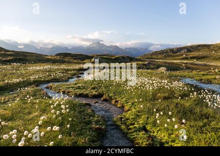 Alpenflora-Baumwollgras (eriophorum) über den Schweizer Grimselalpen in Die Morgensonnenaufgangsstunden mit Bergfluss und Wiese Stockfoto