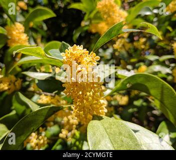 Golden osmanthus fragrans blüht unter sonnigem Tag im Herbst hinein Garten Stockfoto