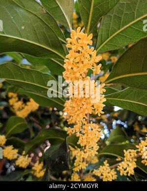 Die Gruppe der Osmanthus fragrans blüht im Herbst unter grünen Blättern Im Garten Stockfoto