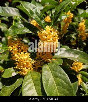 Kleine osmanthus fragrans blüht unter sonnigem Tag im Herbst hinein Garten Stockfoto