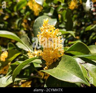 Osmanthus fragrans blüht unter hellem Sonnenlicht im Herbst im Garten Stockfoto