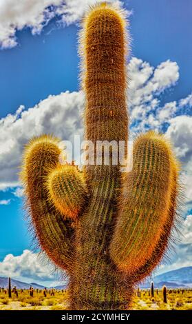 Argentinischer saguaro Kaktus am bewölkten Himmel trocken Stockfoto