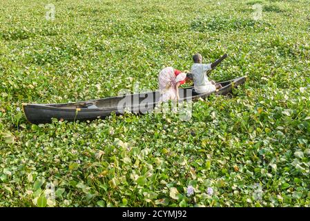 ALAPPUZHA, INDIEN Altes Paar rudert das Boot durch kleine Wasserstraße oder Kanal zu den Backwaters vollständig durch gewöhnliches Wasserunkraut blockiert Stockfoto