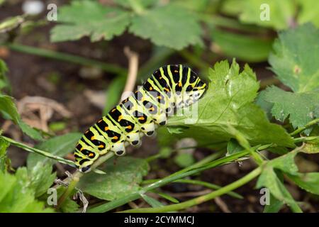 Larve der alten Welt Schwalbenschwanz (Papilio machaon ) Essen japanischen honewort (Cryptotaenia japonica), Isehara Stadt, Kanagawa Präfektur, Japan Stockfoto