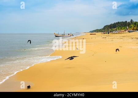 Goldener Sand, Fischerboote & zahlreiche Hauskrähen unter einem dunklen Monsunhimmel am beliebten Marari Beach; Mararikulam, Alappuzha (Alleppey), Kerala, Indien Stockfoto