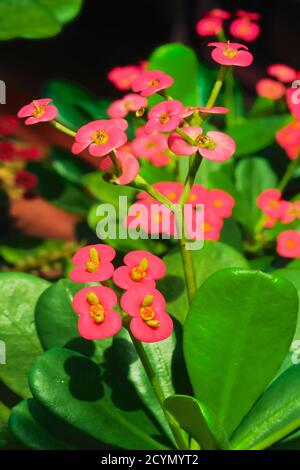 Dornenkrone Sukkulente Strauchpflanze (Euphorbia milii) alias 'Christ Thorn' wächst wild auf Marari Beach; Mararikulam, Alappuzha, Kerala, Indien Stockfoto