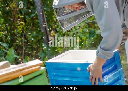 Der Imker trägt die Einheit des Bienenstocks aus Styropor. Sommerarbeit auf Bienenhaus. Bienenstock stehen für die Honigernte. Ausdehnung der Bienenvölker Stockfoto