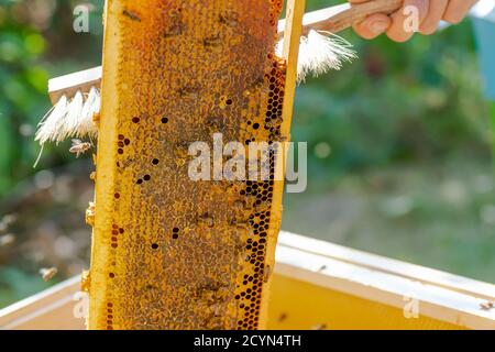 Imker arbeitet mit Bienen und Bienenstöcken auf der Imkerei. Bienen auf Waben. Rahmen von Bienenstock. Imkerei. Honig. Stockfoto