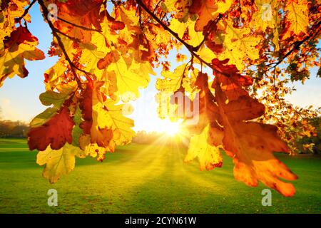 Naturkulisse im Park: Die untergehende Herbstsonne beleuchtet gelbe Eichenblätter auf einer grünen Wiese Stockfoto