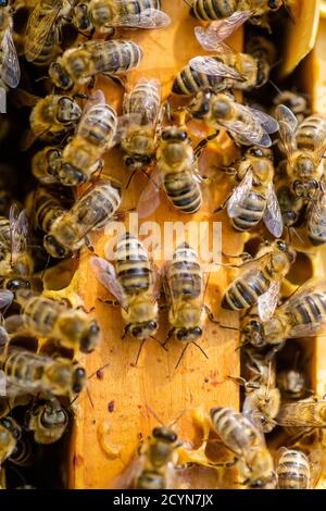 Drohnen sind in einem offenen Bienenstock gerahmt. Natur, Insekten. Bienenzucht, Stockfoto