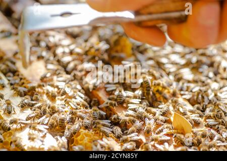 Bienen auf der Wabe, Draufsicht. Honigzelle mit Bienen. Bienenzucht. Bienenhaus. Der hölzerne Bienenstock und die Bienen. Der Bienenstock mit den Honigbienen, die Rahmen des Bienenstocks, oben V Stockfoto