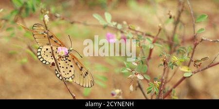 Tawny Coster gelben Schmetterling füttern Kräuter auf der rosa wild Blume im Park in Indien Stockfoto