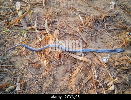 Dead Ophiophagus hannah (King Cobra) ist eine der giftigsten Schlangen auf dem Planeten. Stockfoto