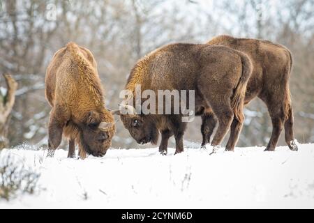 Zwei europäische Bisons kämpfen im Winter im Wald. Stockfoto