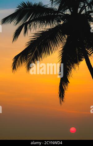 Palmenlandschaft bei Sonnenuntergang am schönen, unberührten Kizhunna Beach, südlich von Kannur an der Nordküste des Staates; Kizhunna, Kannur, Kerala, Indien Stockfoto