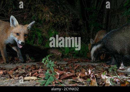 Ein Rotfuchs, der von links in das Bild schaut Und ein Dachs und ein weiterer Fuchs, der zusammen auf der Nahrungssuche ist Richtig Stockfoto