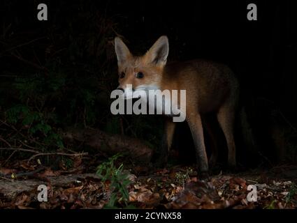 Ein Rotfuchs in der Nacht kommt aus der Dunkelheit starrend Vorausschauend wachsam Stockfoto