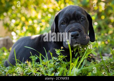 Schwarze Dogge Hund Hund Welpen im Freien Stockfoto