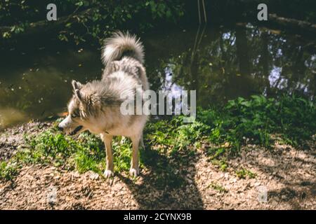 Sibirischer Husky. Spazieren Sie entlang des Flusses. Hunde. Stockfoto