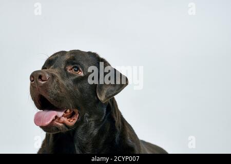 Reinrassige Hund auf einem hellen Hintergrund Haustier abgeschnitten Ansicht close-up Stockfoto