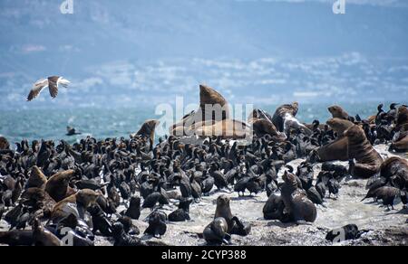 Kappelzrobben und Kormorane auf Seal Island in False Bay, Südafrika Stockfoto