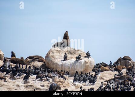 Kappelzrobben und Kormorane auf Seal Island in False Bay, Südafrika Stockfoto